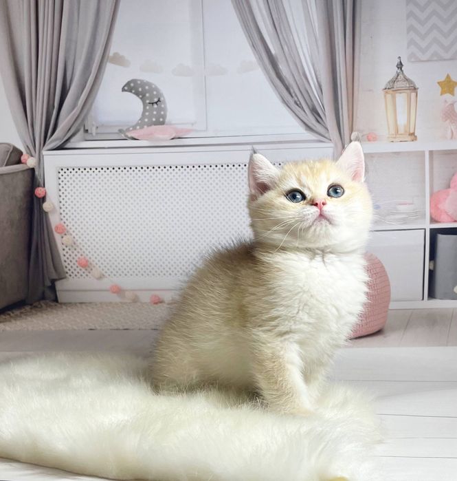 Котята Золотые шиншиллы