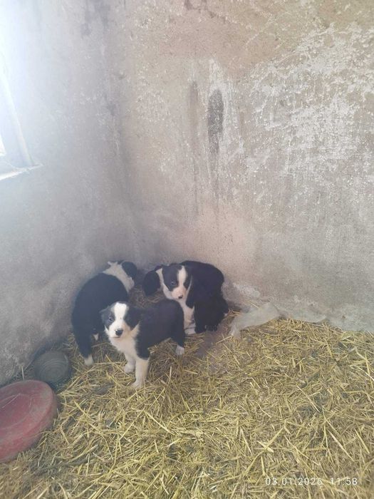 Продавам бордеро коли