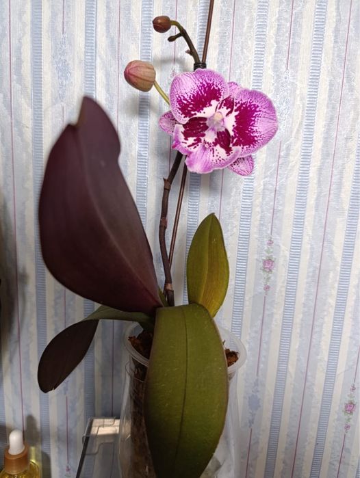 Продам орхидею  Phal. Miki Pink King