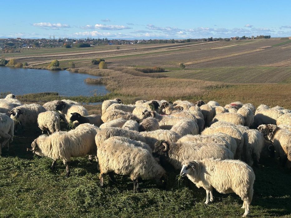 Vand oi turcane tinere