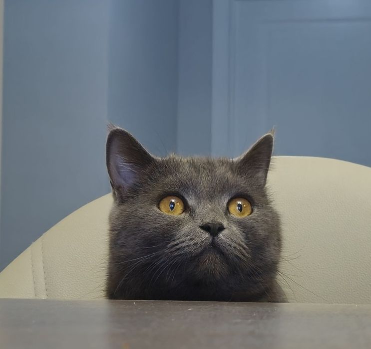 Передадим кота (Кузя) в добрые руки!