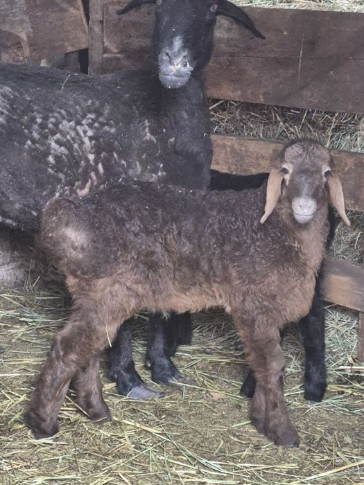 Продаётся Матка с 2 Ягнятами