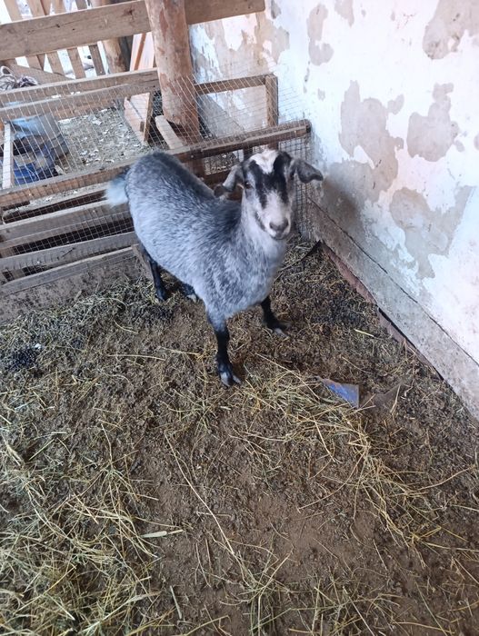 Токал ешкы, продам козу