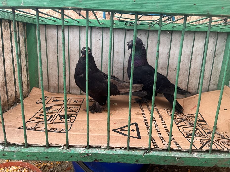 Porumbei jucatori de botosani