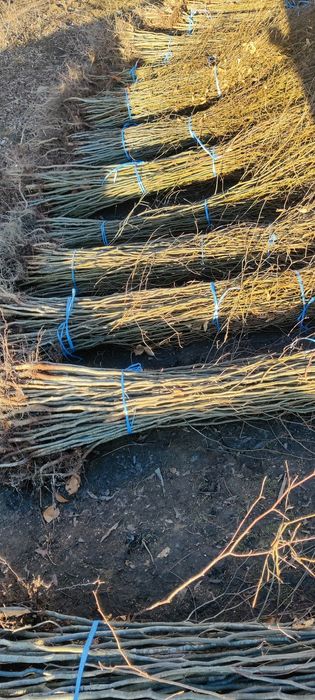 Puieți de fag carpen frasin Paltin plop salcie arin