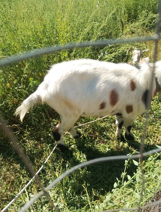 Țap 1 an vând urgent