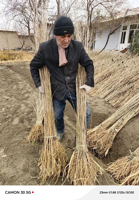 Tut kóchatlari kafolatli !