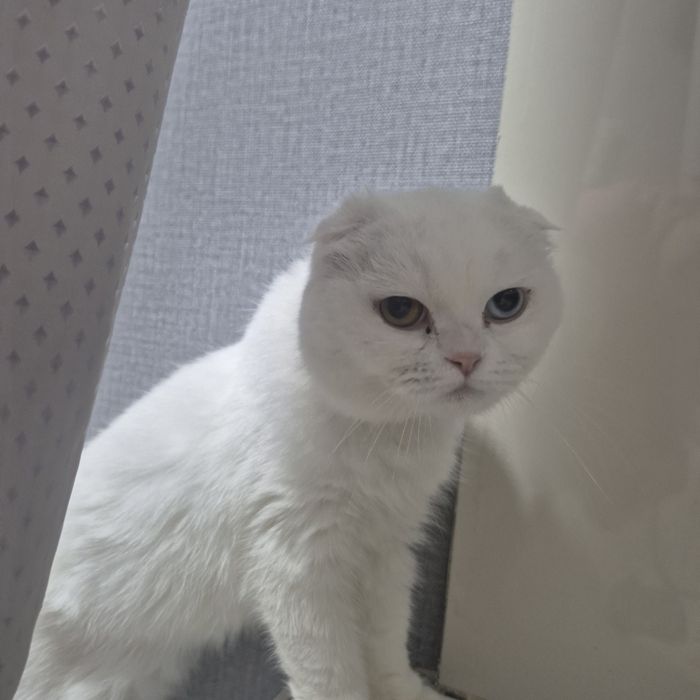 Отдам в добрые руки
