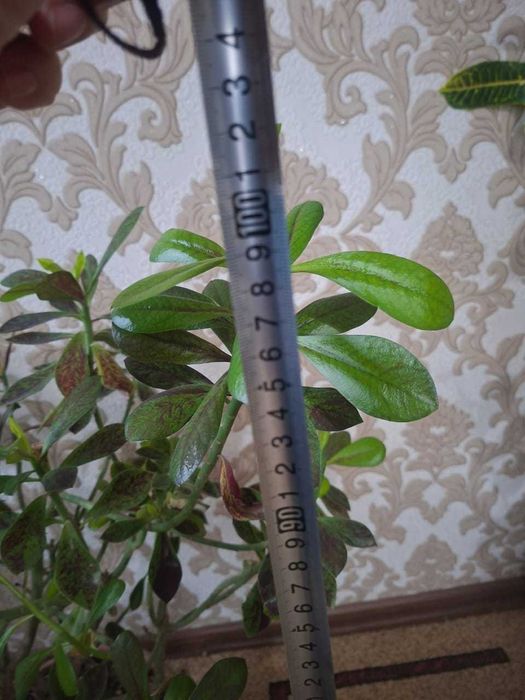 Продам Синадениум Гранта