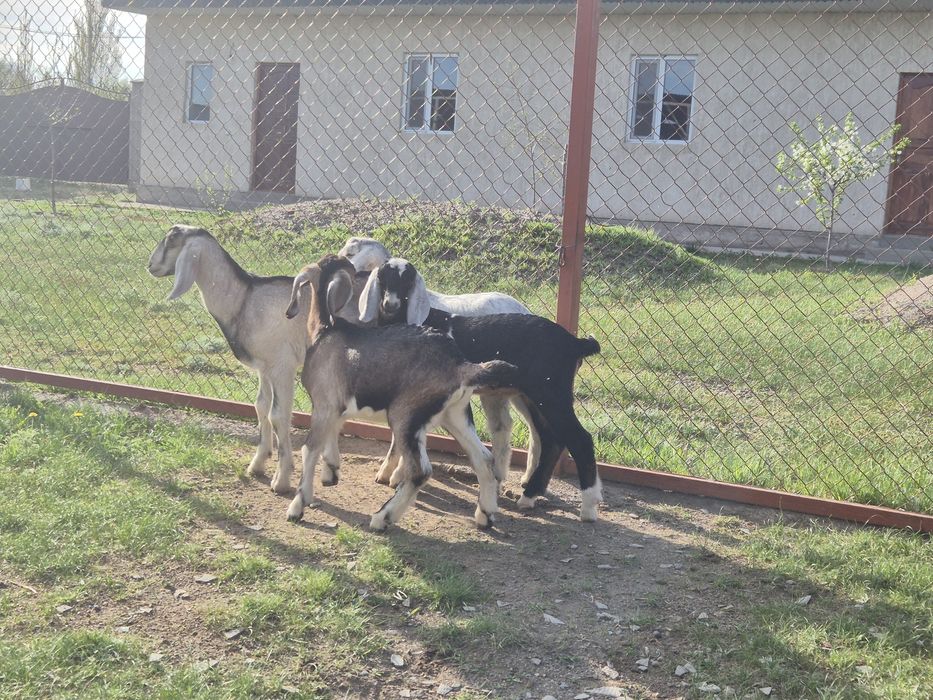 Козлята англонубийские.