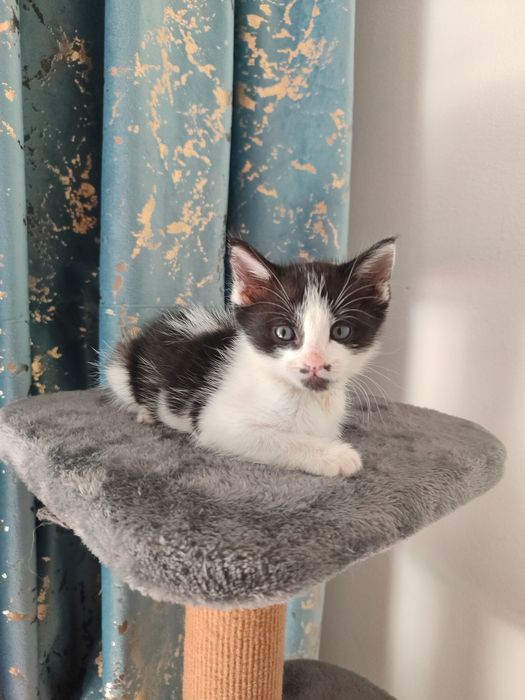 Отдам котенка в добрые руки