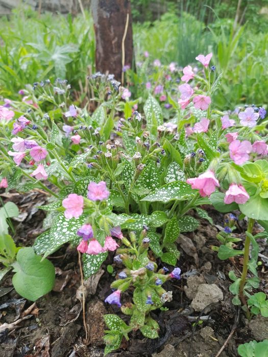 Цветы для сада Тараз