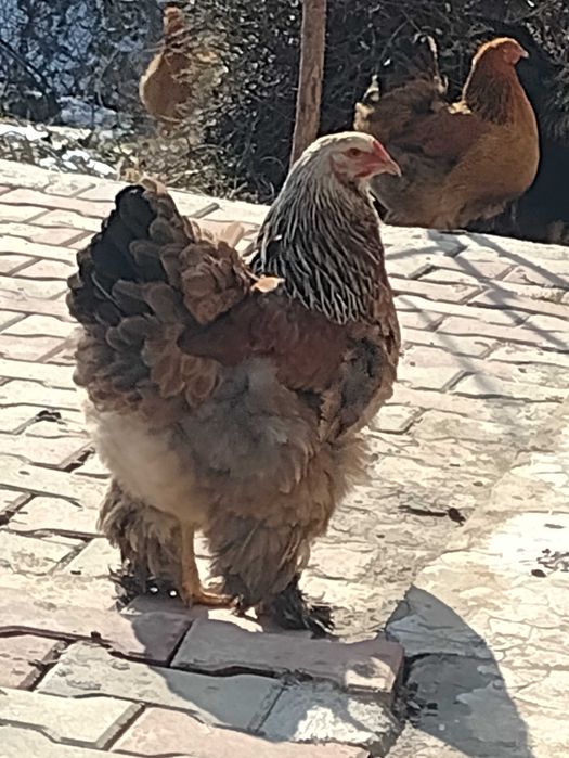 Oua brahma pt incubator ( clocit)