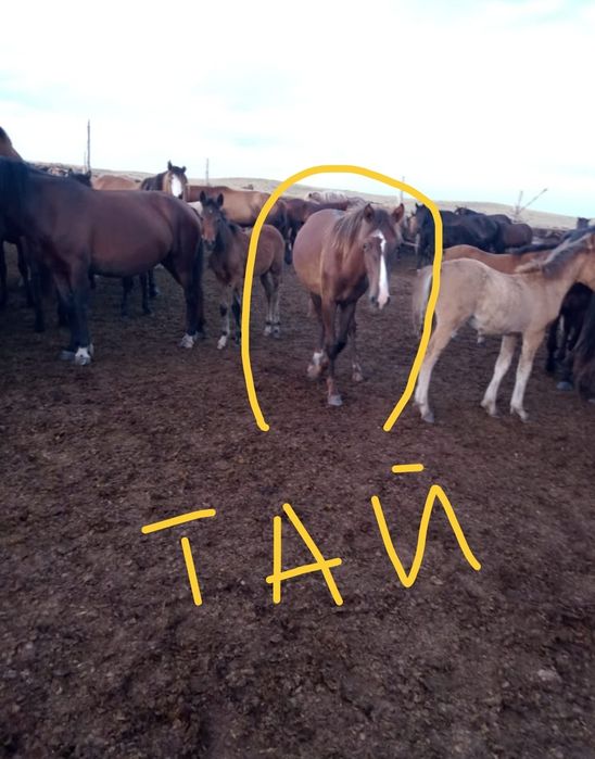 Кобыла и тай разные цены