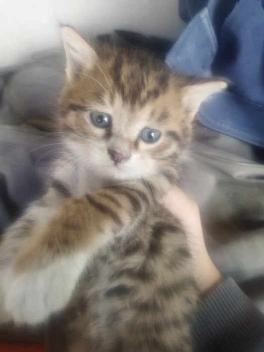 Котята по 20.000тисяч