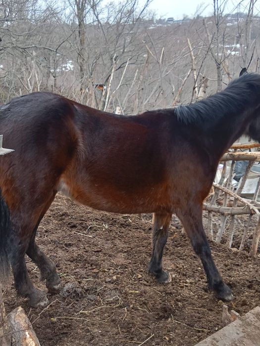 Байтал, кабыла продам