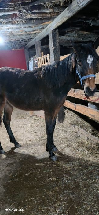 Жабағы сатылады ұрғашы