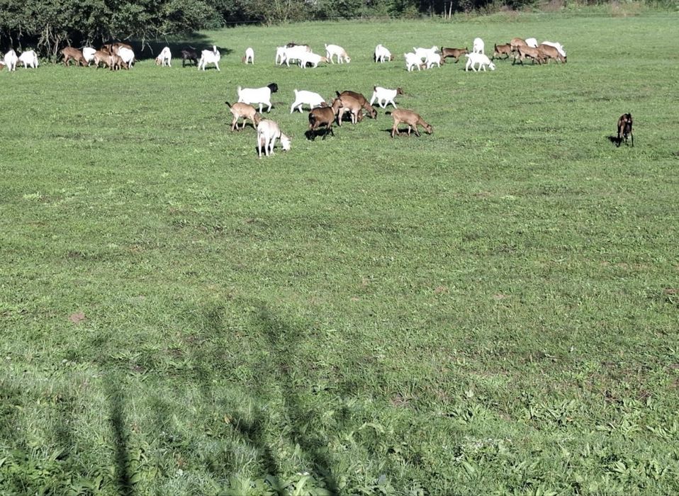 Vand capre Alpina franceza, Boer si Sanen