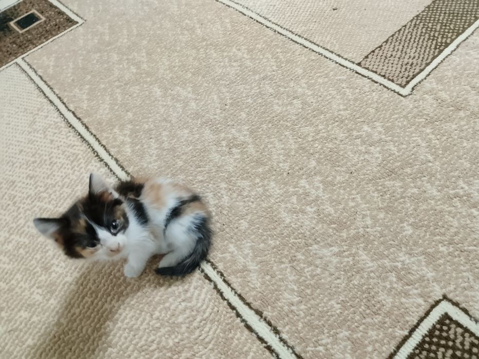 Продам домашнего котенка