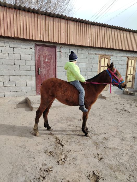 Тайлар сатылады, 1 ұрғашы, 2 еркек