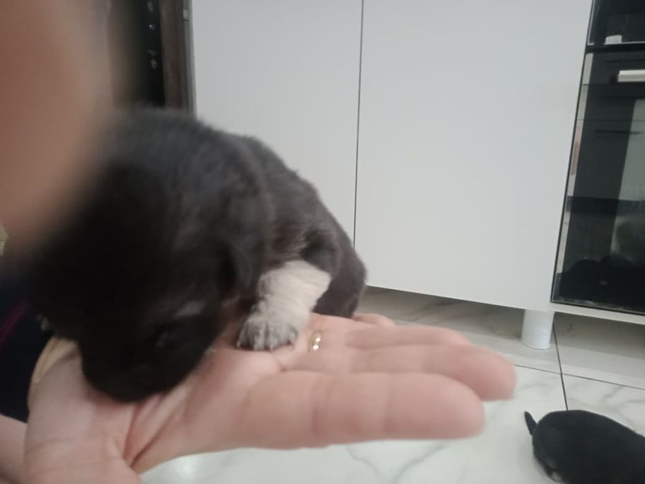 Отдам щенят в добрые руки