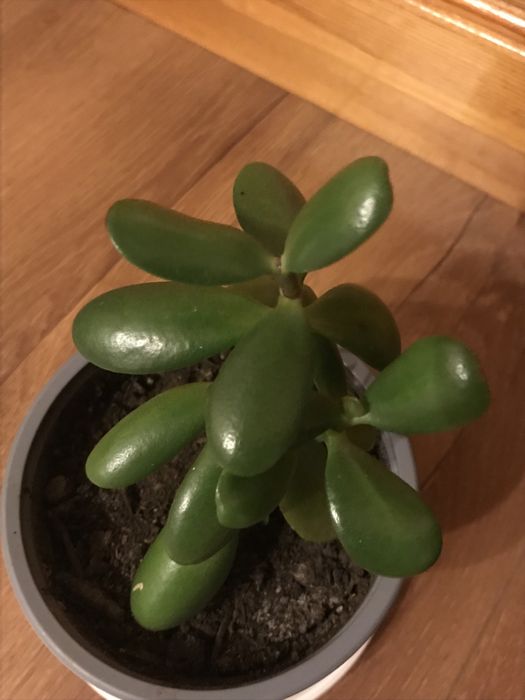 Синсевиера Хани. и Сингониум