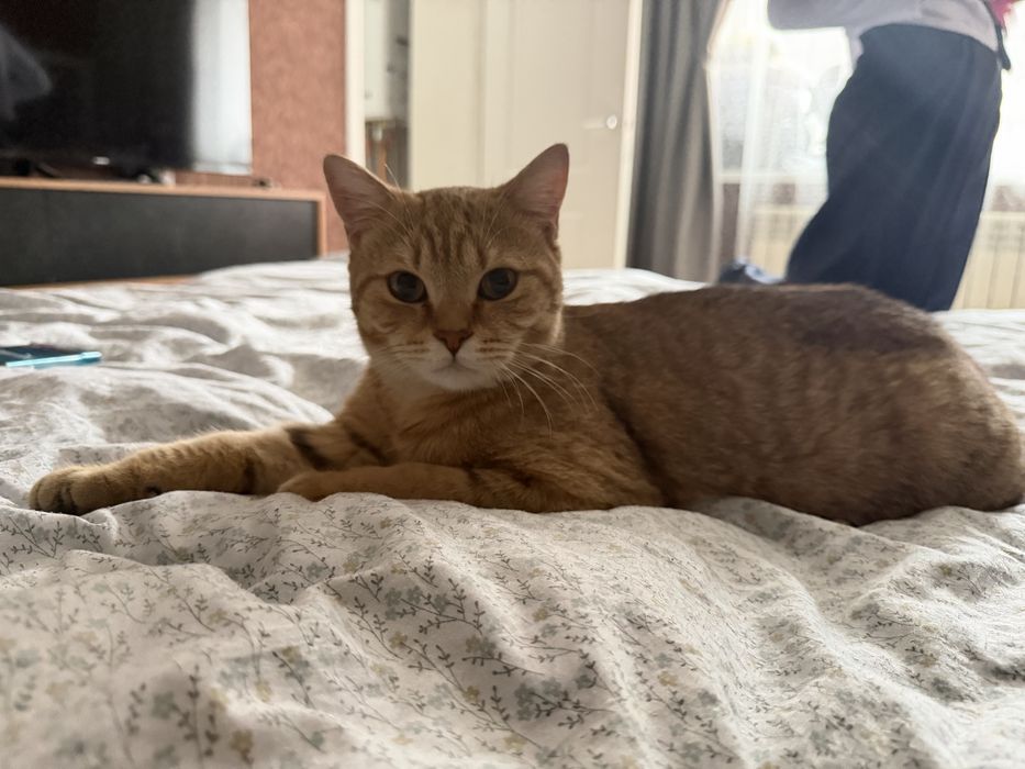 Британец прямоухий