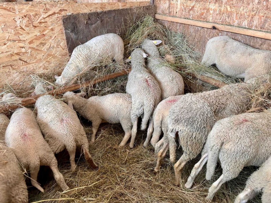 Vând miei rasa Lacaune