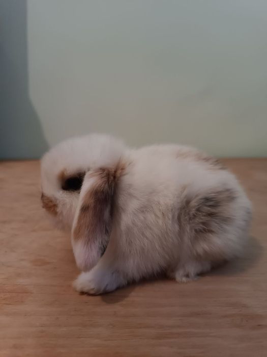 Karlik baran . Вислоухие кролик.  Карликовые кролики