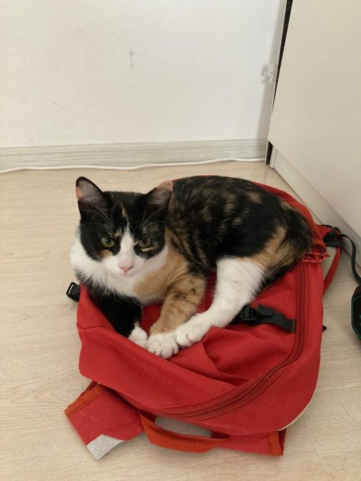 Pentru adoptie doua pisicute calico varsta 1 an