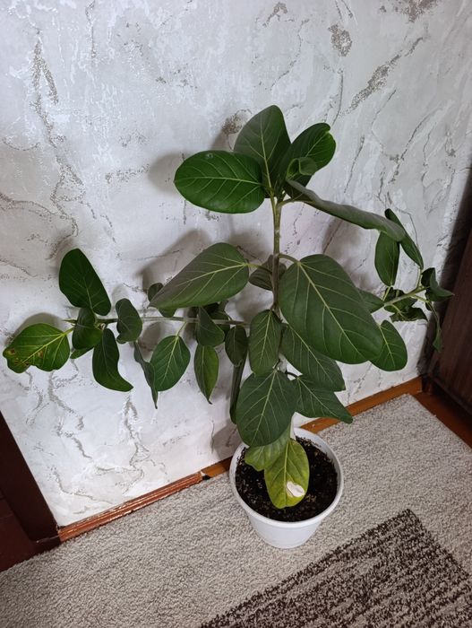 Продам фикусы большие