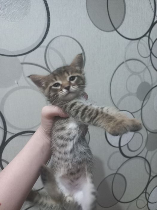 Шатланский пародистый 2кошка