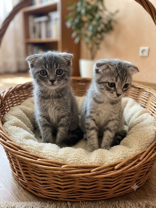 Шотландские вислоухие котята