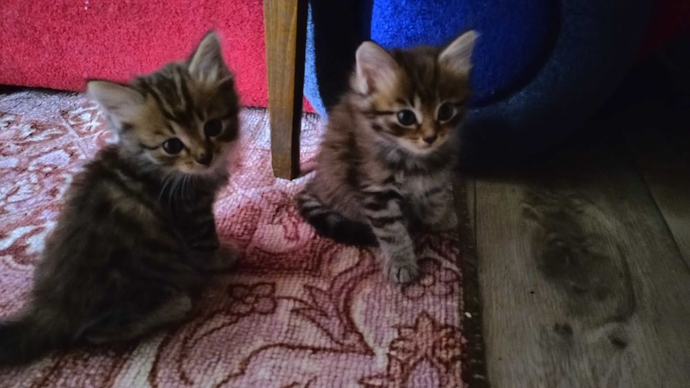 Отдам котят в хорошие руки