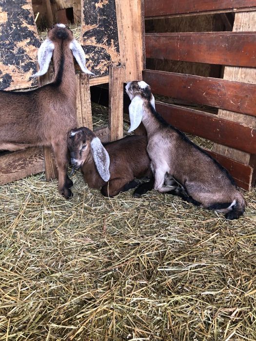 Iezi  Anglo -nubieni ,