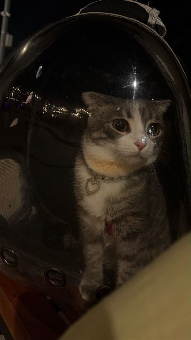 Шотландский кот