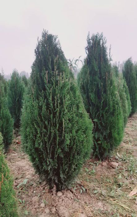 Продаётся ёлки туя книжный и компакт