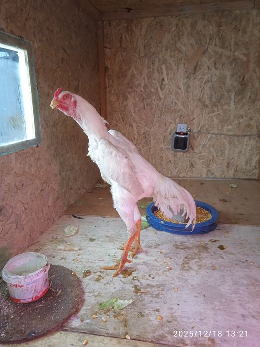 О шамо за 70000тг