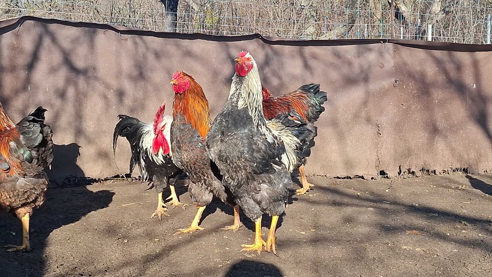 Disponibil cocosi Wyandotte,Australorp,Italiene.