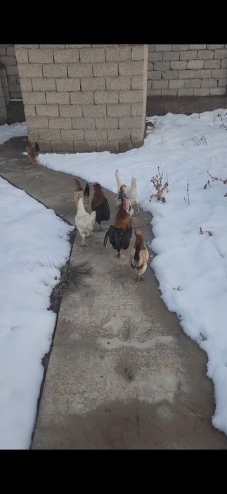 Дача кайнар булак