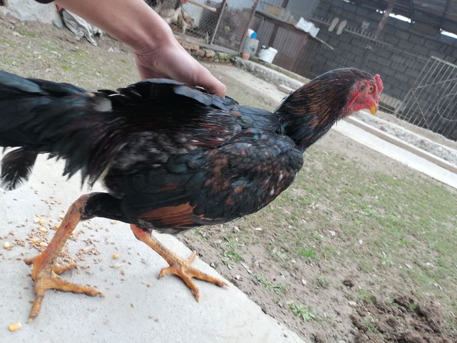 Agar hammasini olsangsiz 1,800,000 aksiya