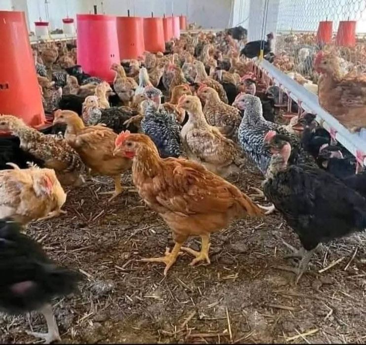 Pui rasa mixta si albi de carne