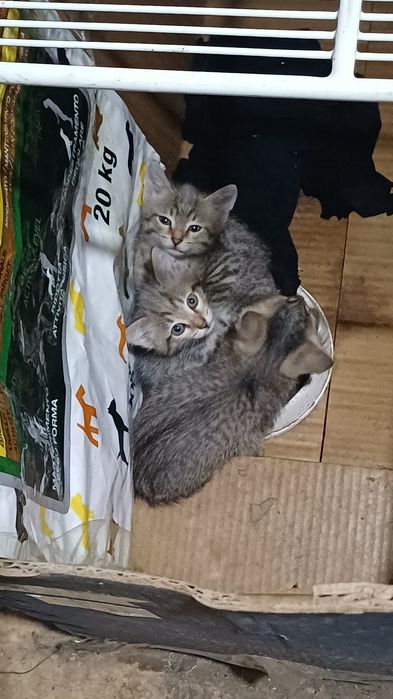 Котята. Примерно 1.5мес.