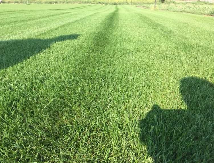 Gazon Rulou de Calitate – Curtea Ta, Verde Într-o Zi