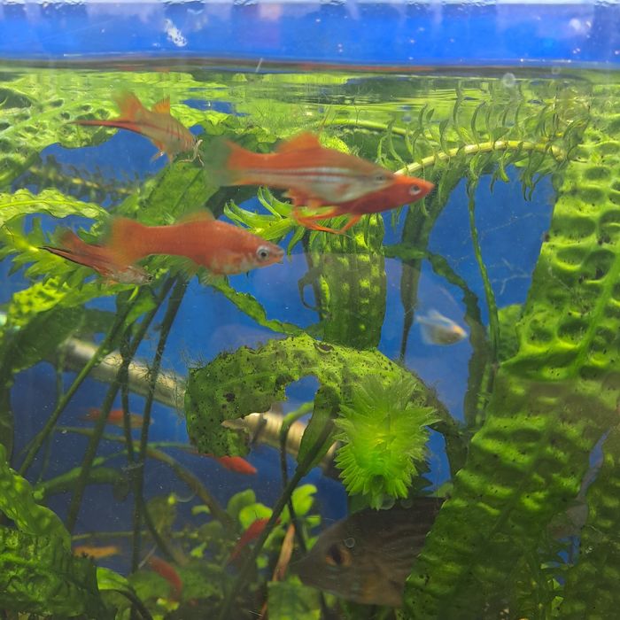 Продам рыбок меченосчев