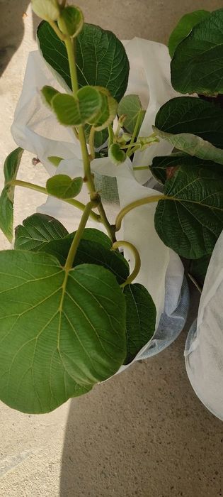 Kivi ko'chatlarimiz Golden Xeyverd va ichi Qizil kivilar bor
