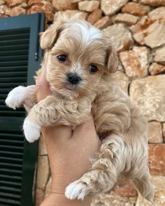 Cățeluș Maltipoo mini toy
