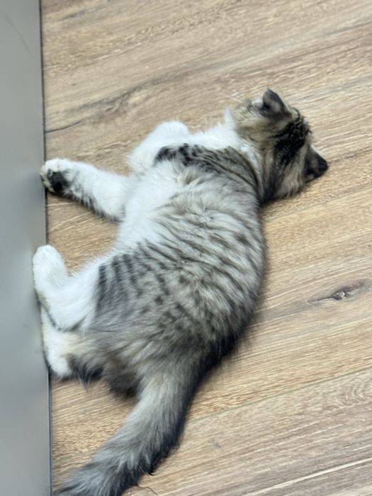 Продается вислоухий котенок