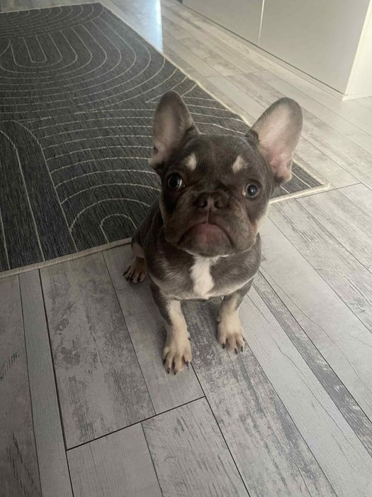 Френски булдог- лилак тан момче на 4 месеца