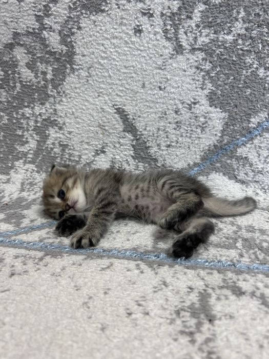 Котята британские